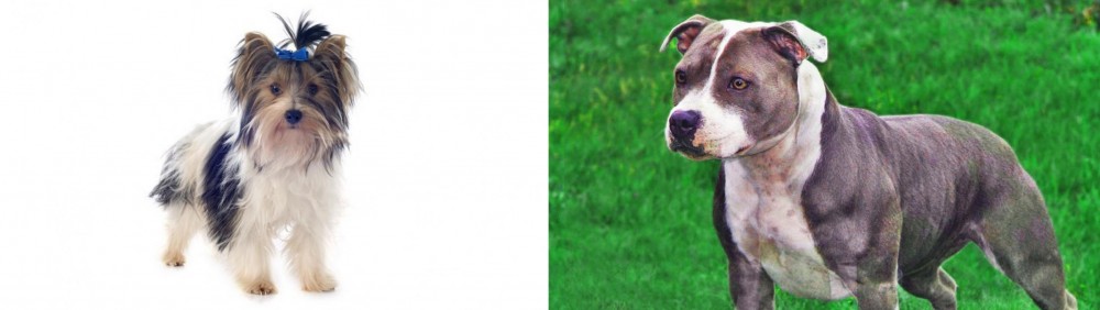 Irish Staffordshire Bull Terrier vs Biewer - Breed Comparison