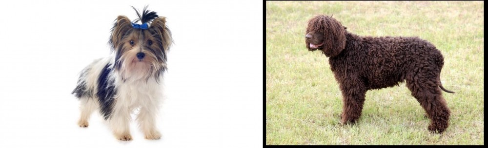 Irish Water Spaniel vs Biewer - Breed Comparison