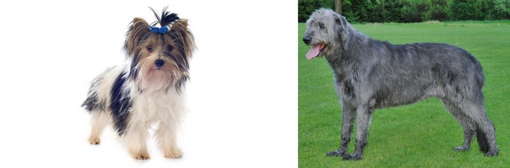 Irish Wolfhound vs Biewer - Breed Comparison