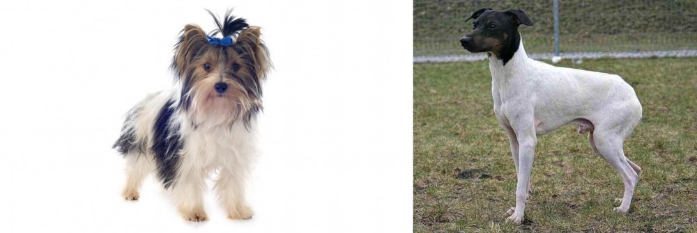 Japanese Terrier vs Biewer - Breed Comparison