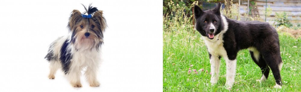Karelian Bear Dog vs Biewer - Breed Comparison
