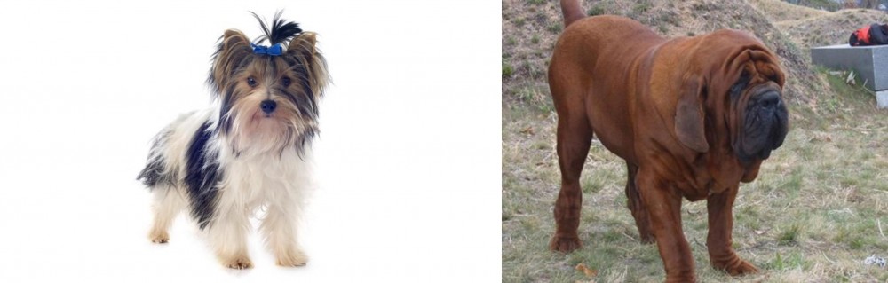 Korean Mastiff vs Biewer - Breed Comparison