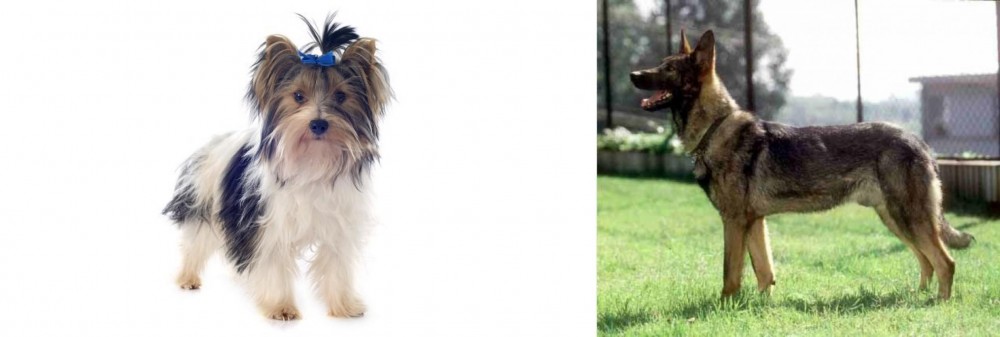 Kunming Dog vs Biewer - Breed Comparison