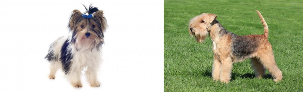 Lakeland Terrier vs Biewer - Breed Comparison
