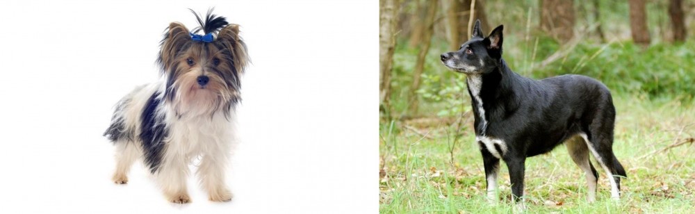 Lapponian Herder vs Biewer - Breed Comparison