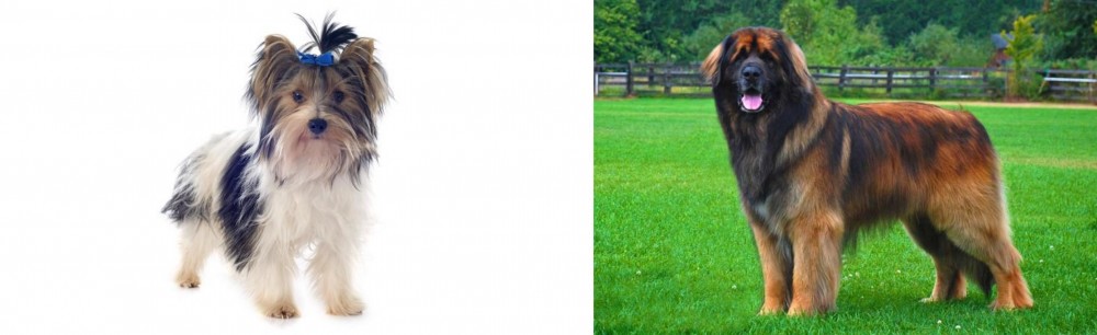 Leonberger vs Biewer - Breed Comparison