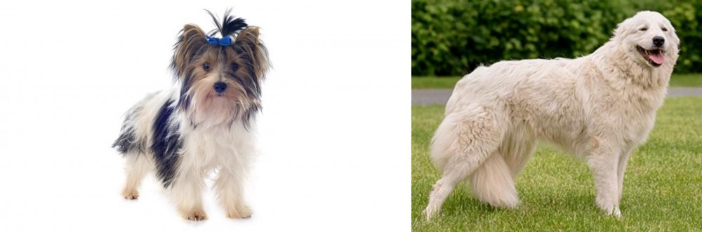 Maremma Sheepdog vs Biewer - Breed Comparison
