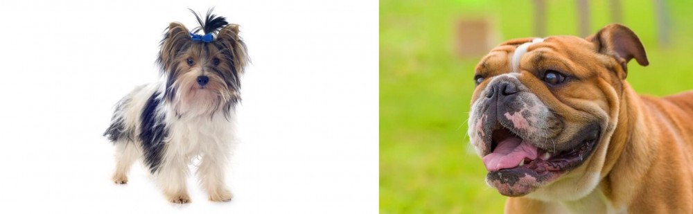 Miniature English Bulldog vs Biewer - Breed Comparison