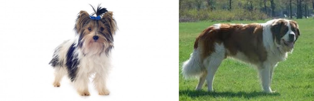 Moscow Watchdog vs Biewer - Breed Comparison