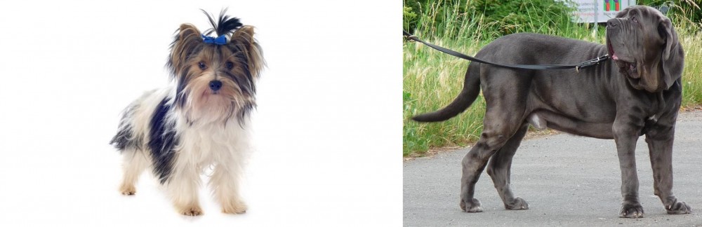 Neapolitan Mastiff vs Biewer - Breed Comparison