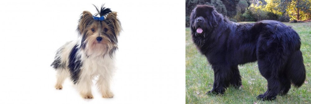 Newfoundland Dog vs Biewer - Breed Comparison