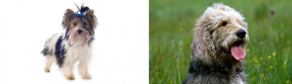 Otterhound vs Biewer - Breed Comparison