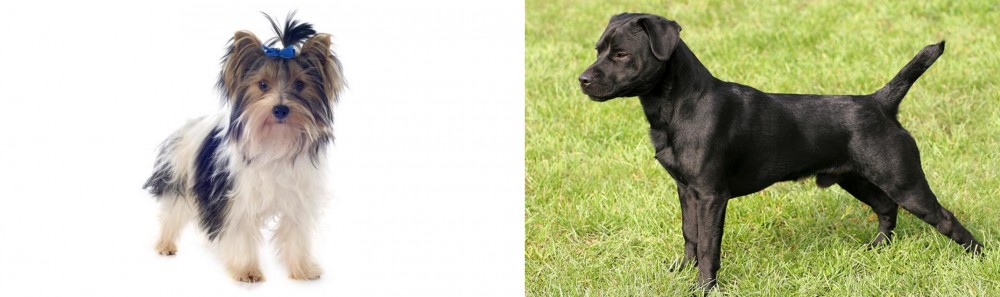 Patterdale Terrier vs Biewer - Breed Comparison