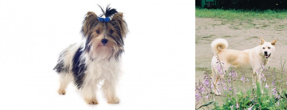Pungsan Dog vs Biewer - Breed Comparison