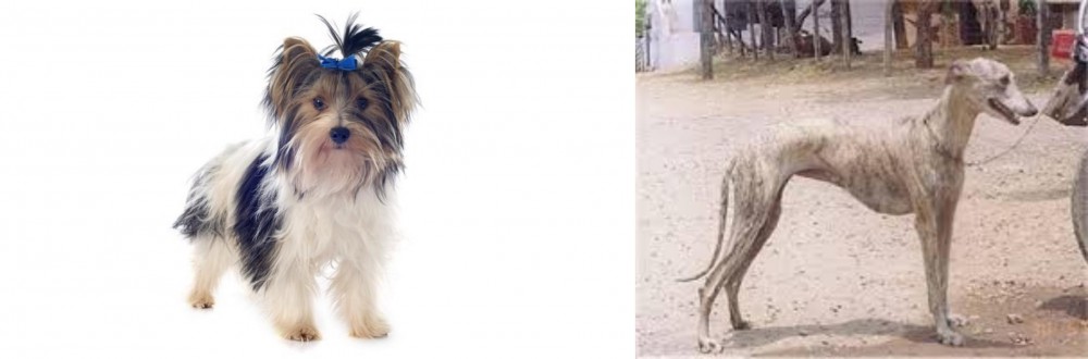 Rampur Greyhound vs Biewer - Breed Comparison