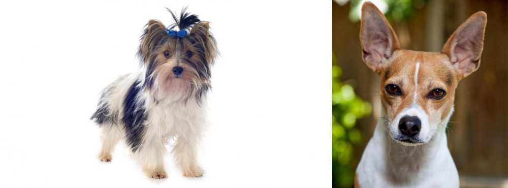 Rat Terrier vs Biewer - Breed Comparison