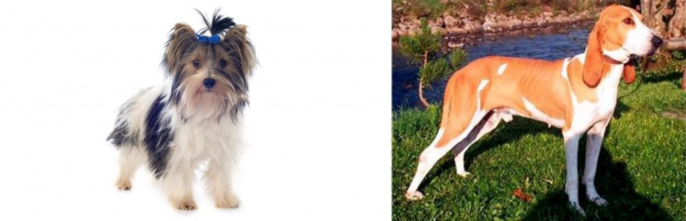 Schweizer Laufhund vs Biewer - Breed Comparison