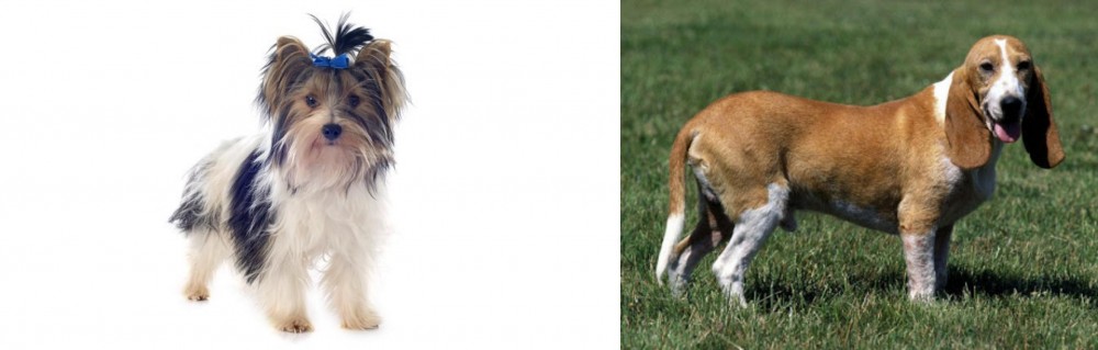 Schweizer Niederlaufhund vs Biewer - Breed Comparison