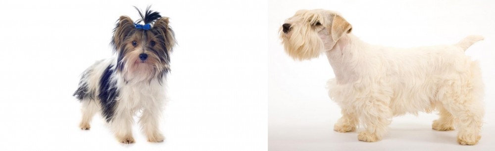 Sealyham Terrier vs Biewer - Breed Comparison