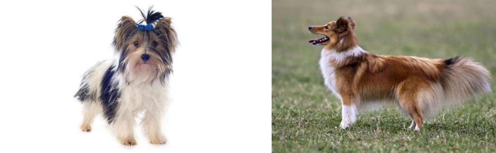 Shetland Sheepdog vs Biewer - Breed Comparison