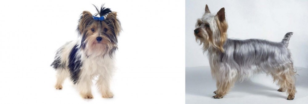 Silky Terrier vs Biewer - Breed Comparison