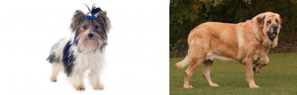 Spanish Mastiff vs Biewer - Breed Comparison