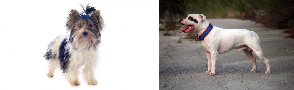 Staffordshire Bull Terrier vs Biewer - Breed Comparison