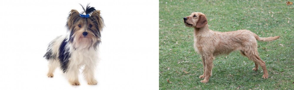 Styrian Coarse Haired Hound vs Biewer - Breed Comparison