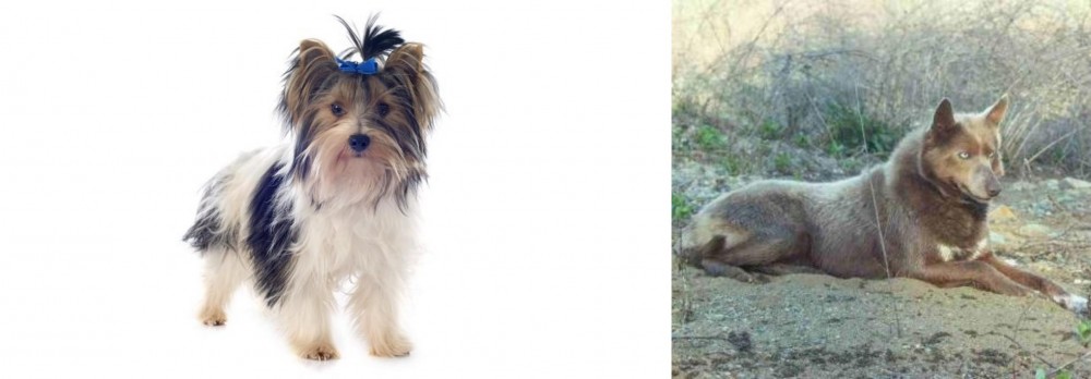 Tahltan Bear Dog vs Biewer - Breed Comparison