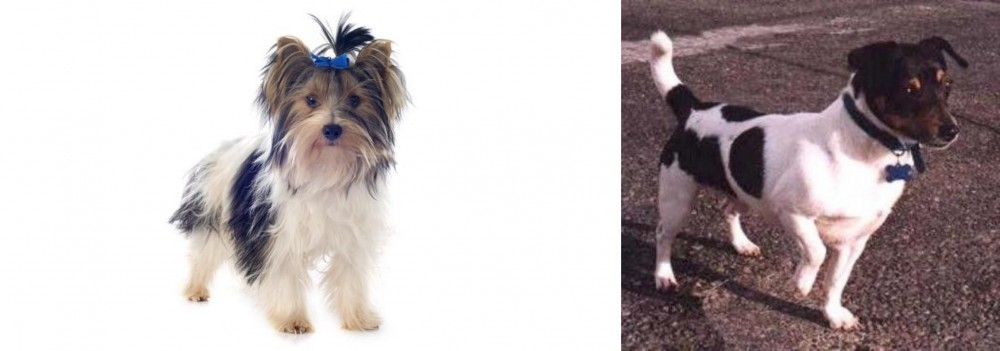 Teddy Roosevelt Terrier vs Biewer - Breed Comparison