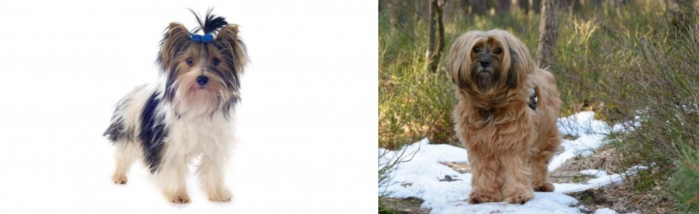 Tibetan Terrier vs Biewer - Breed Comparison