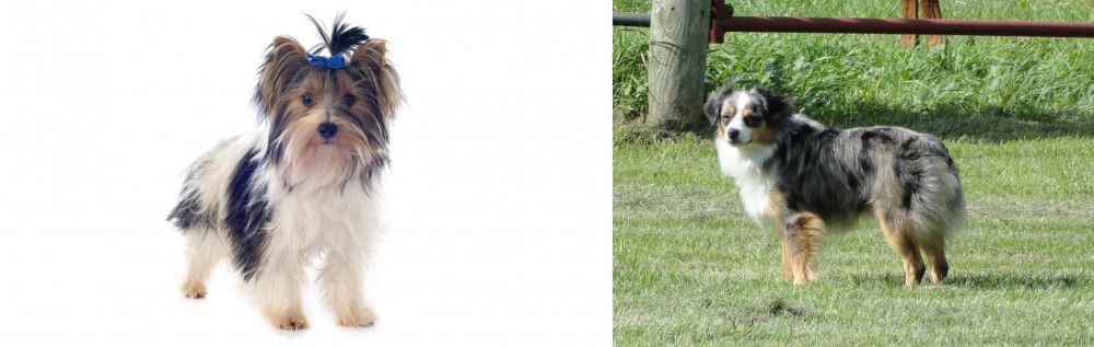 Toy Australian Shepherd vs Biewer - Breed Comparison