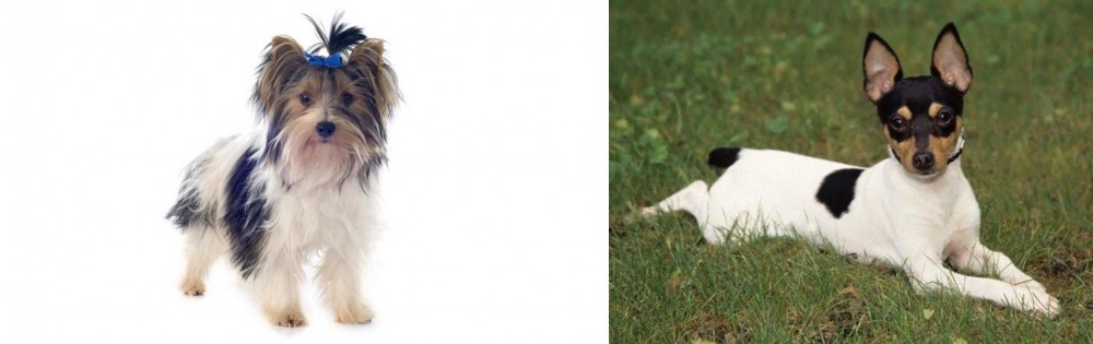Toy Fox Terrier vs Biewer - Breed Comparison