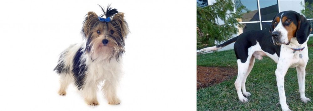 Treeing Walker Coonhound vs Biewer - Breed Comparison