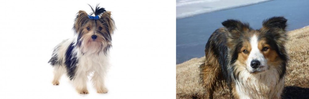 Welsh Sheepdog vs Biewer - Breed Comparison