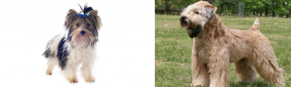 Wheaten Terrier vs Biewer - Breed Comparison