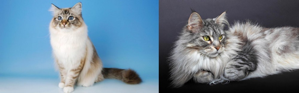 Domestic Longhaired Cat vs Birman - Breed Comparison