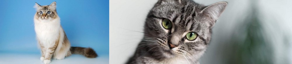 Domestic Shorthaired Cat vs Birman - Breed Comparison