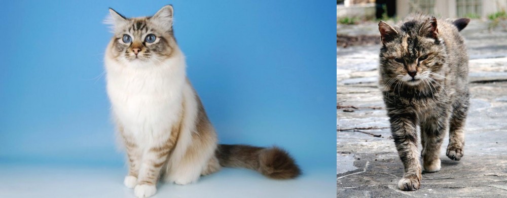 Farm Cat vs Birman - Breed Comparison