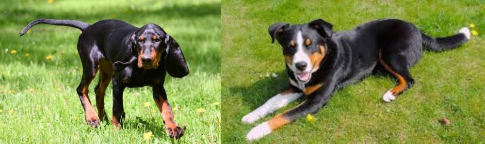 Appenzell Mountain Dog vs Black and Tan Coonhound - Breed Comparison