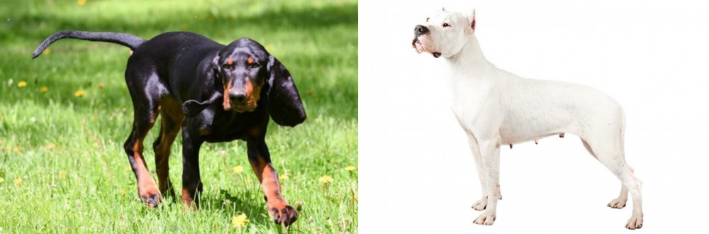 Argentine Dogo vs Black and Tan Coonhound - Breed Comparison