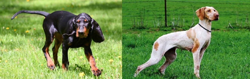 Ariege Pointer vs Black and Tan Coonhound - Breed Comparison