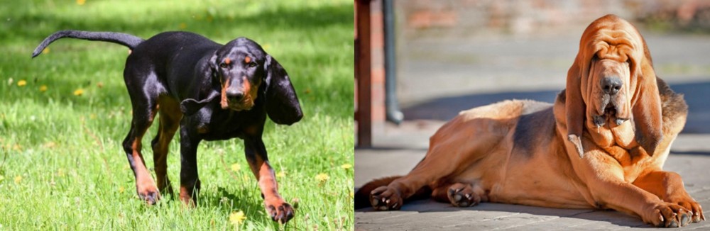 Bloodhound vs Black and Tan Coonhound - Breed Comparison