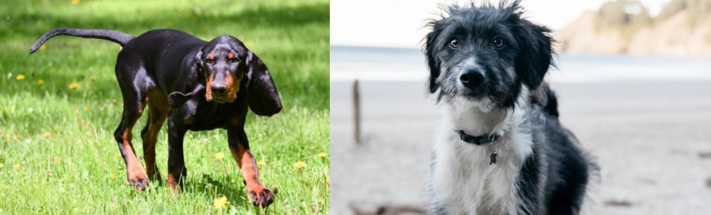 Bordoodle vs Black and Tan Coonhound - Breed Comparison