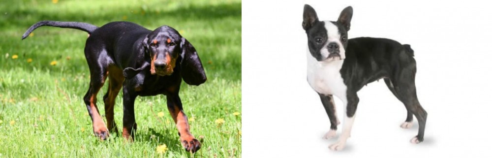Boston Terrier vs Black and Tan Coonhound - Breed Comparison