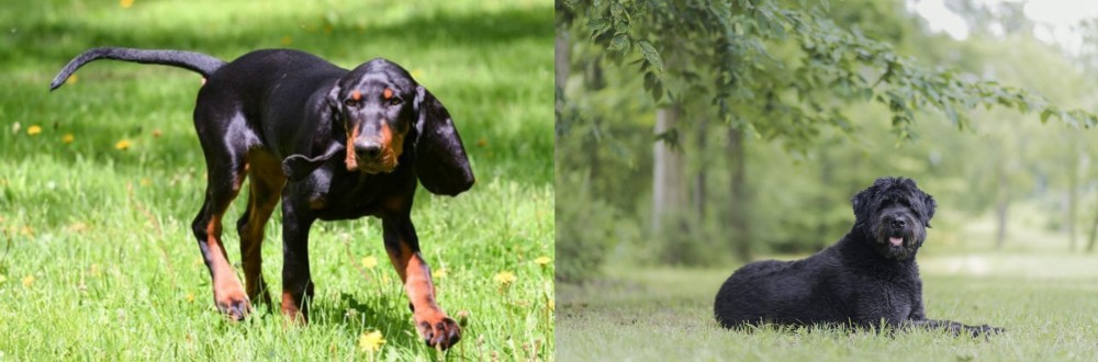 Bouvier des Flandres vs Black and Tan Coonhound - Breed Comparison