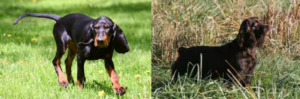 Boykin Spaniel vs Black and Tan Coonhound - Breed Comparison