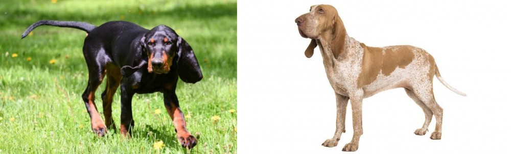 Bracco Italiano vs Black and Tan Coonhound - Breed Comparison