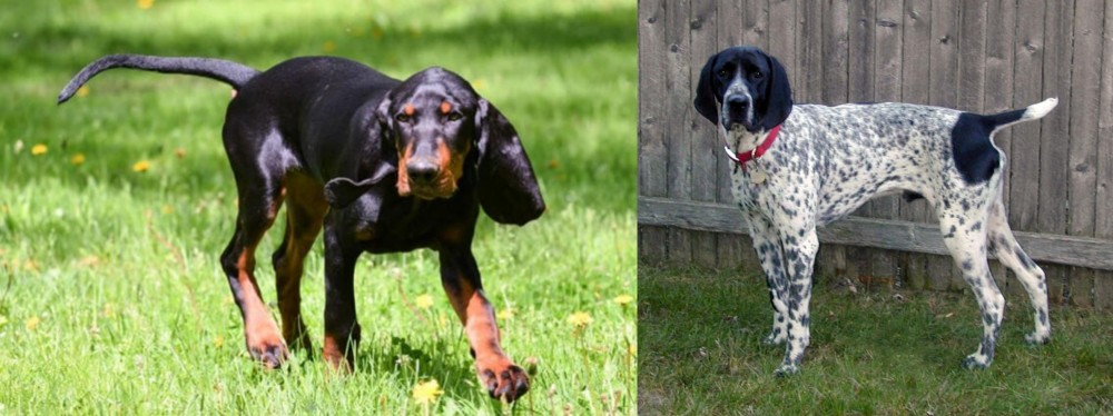 Braque d'Auvergne vs Black and Tan Coonhound - Breed Comparison