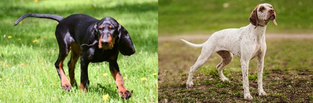 Braque du Bourbonnais vs Black and Tan Coonhound - Breed Comparison